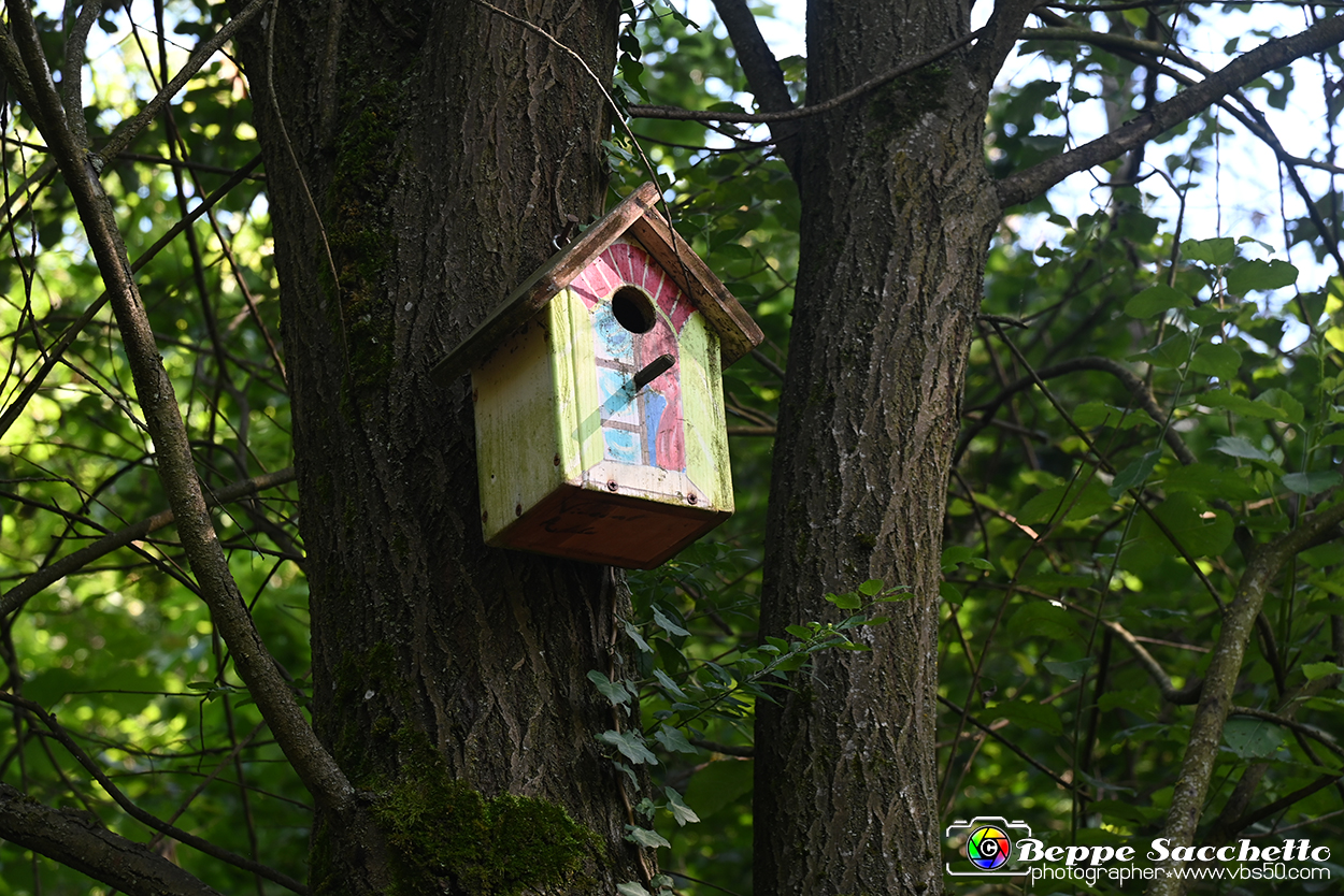 VBS_4664 - Il bosco fatato - Montaldo Roero.jpg